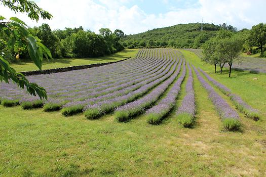 Feld mit echtem Lavendel