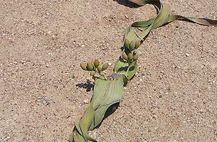Weibliche Welwitschia, 200 Jahre