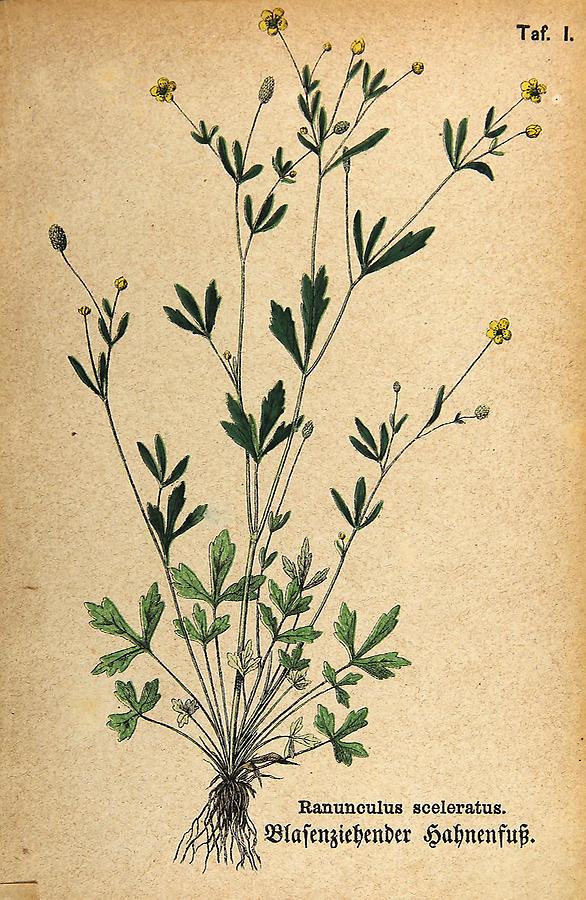 Illustration Blasenziehender Hahnenfuß / Ranunculus sceleratus