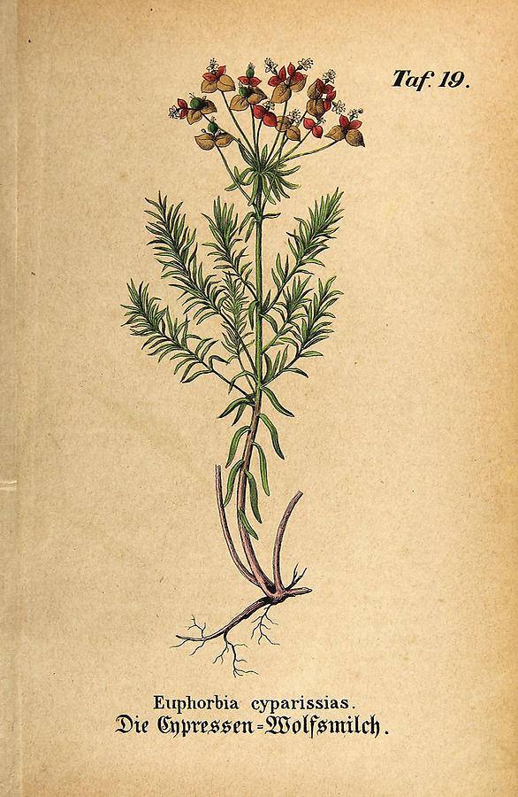 Illustration Cypressen-Wolfsmilch / Euphorbia cyparissias
