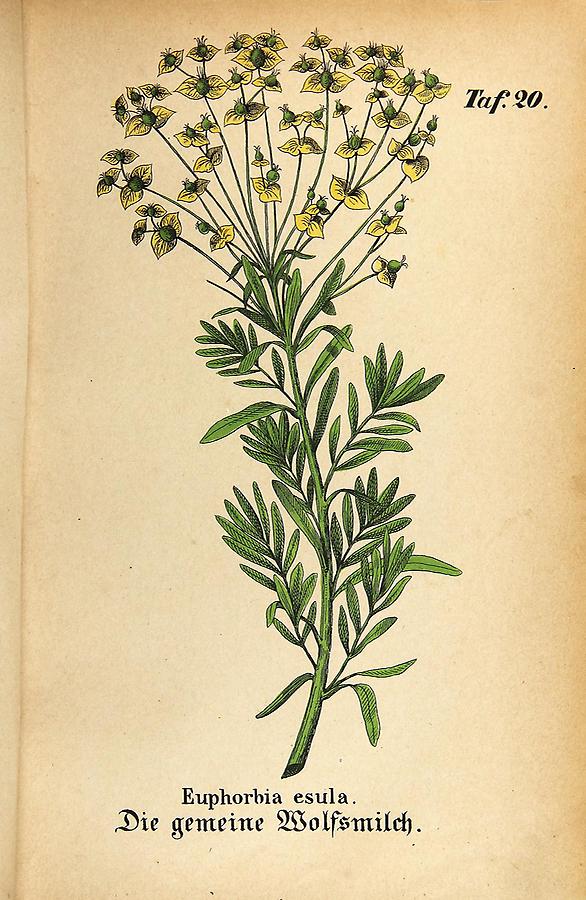Illustration gemeine Wolfsmilch / Euphorbia esula