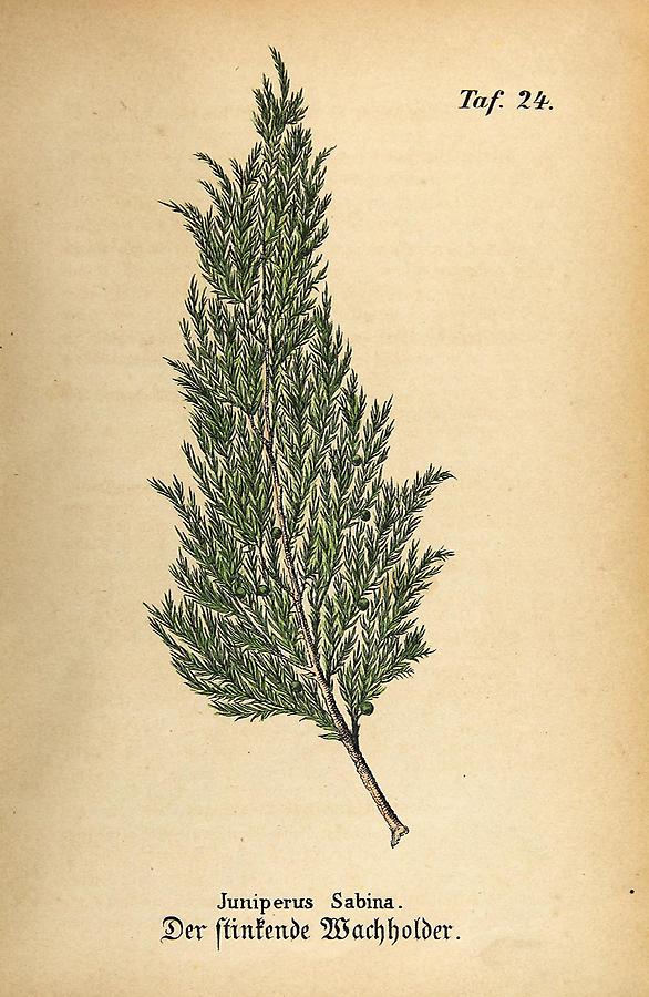Illustration stinkender Wachholder / Juniperus Sabina