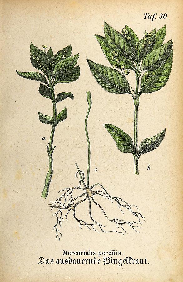 Illustration ausdauerndes Bingelkraut / Mercurialis perenis