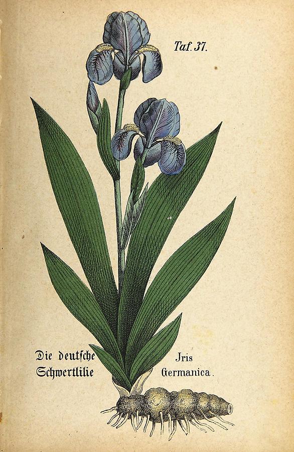 Illustration deutsche Schwertlilie / Iris germanica