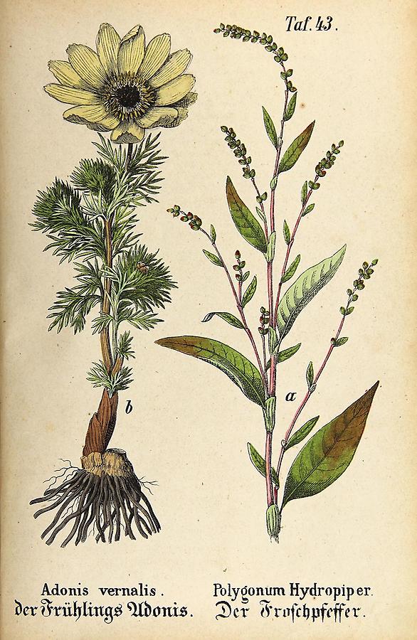 Illustration a: Froschpfeffer / Polygonum Hydropiper, b: Frühlings-Adonis / Adonis vernalis