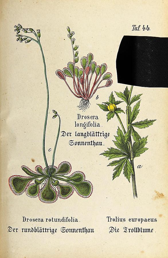 Illustration a: Trollblume / Trolius europaeus, b: langblättriger Sonnenthau / Drosera longifolia, c: rundblättriger Sonnenthau / Drosera rotundifolia