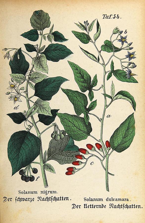 Illustration a: kletternder Nachtschatten / Solanum dulcamara, d: schwarzer Nachtschatten / Solanum nigrum
