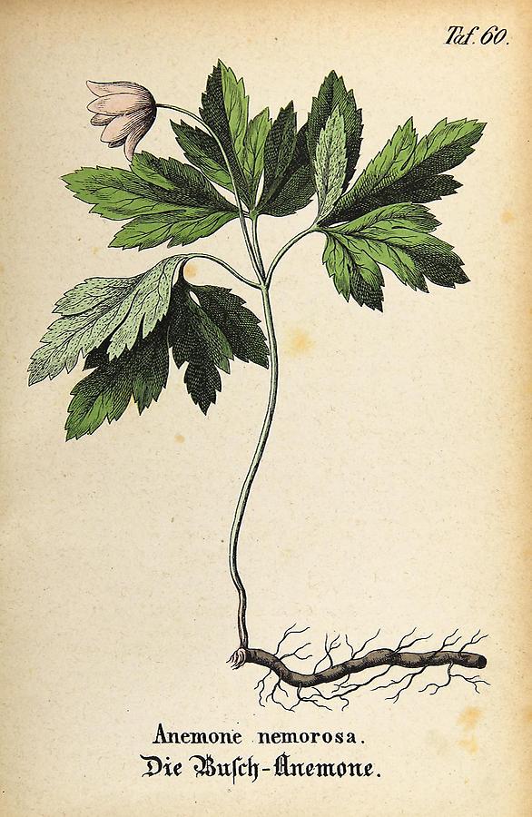Illustration Busch-Anemone / Anemone nemorosa