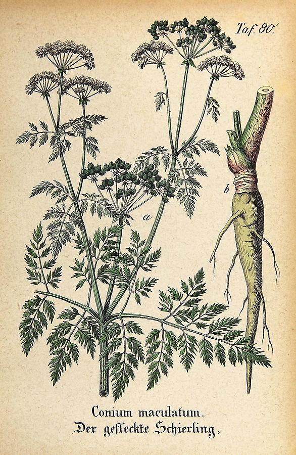 Illustration gefleckter Schierling / Conium maculatum