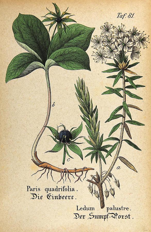 Illustration a: Sumpf-Porst / Ledum palustre, b: Einbeere / Paris quadrifolia
