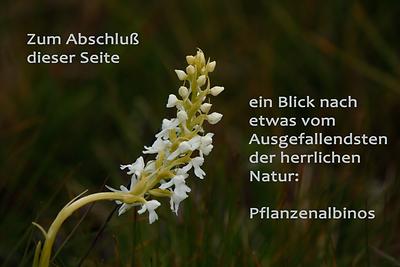 Albino-Orchidee