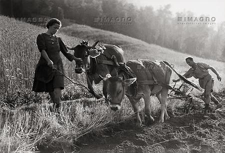 Ärmere Leute mußte sogar Kühe zum Umbauen nutzen: Bergbauern im Ötztal, 1949. (Photographie von Franz Hubmann/Imagno.