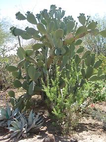 Phoenix Desert Botanical Garden (5)