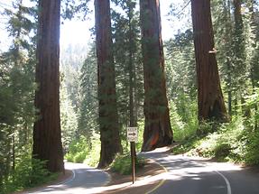 Sequoia Kings Canyon NP (1)