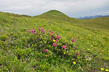 Rostrote Alpenrose