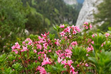 Bewimperte Alpenrose