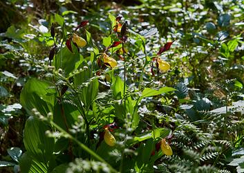 Liebhaber von Orchideen erfreuen sich an dem großen Frauenschuhvorkommen, das es in diesem Naturschutzgebiet noch zu bestaunen gibt
