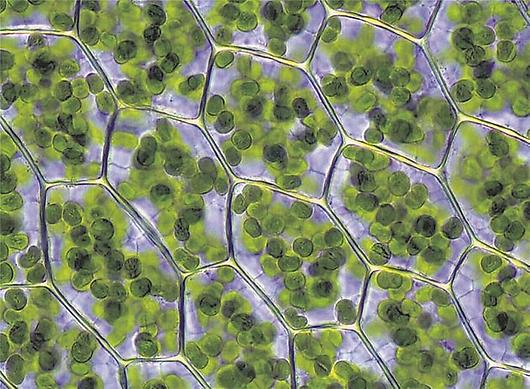 Photosynthese in den Chloroplasten statt - hier im Blatt von Laubmoos