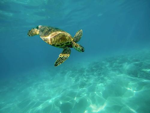 Meeresschildkröten zählen zu den gefährdeten Arten.