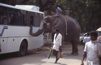 Auto mit Elefant