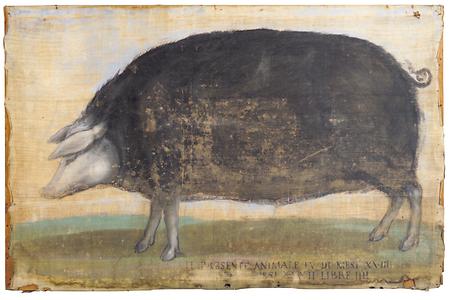 „Riesiges Schwein“, 16. Jahrhundert
