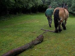 Schleifen: Holzrücken mit Pferdekraft (Foto: Rudolf Klein, Creative Commons)