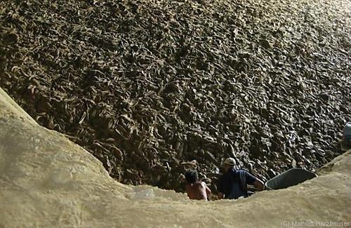 Austernriff in Korneuburg - das größte freigelegte fossile Austernriff der Welt