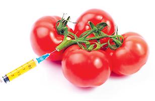 Gen-Tomaten