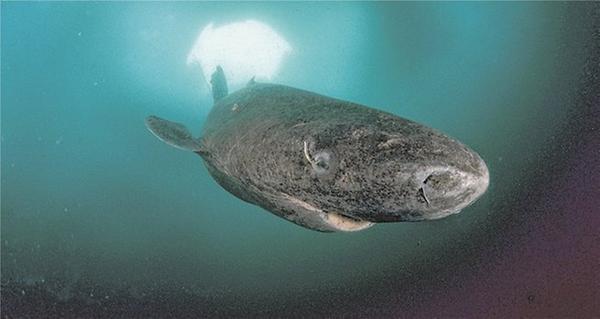 Bild 'Grönlandhai'