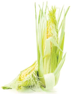 Debatte um Genmais.In der EU hat sich bislang nur der Genmais MON 810 des Agrarkonzerns Monsanto für den Anbau durchgesetzt. Ob der derzeit umstrittene Genmais 1507 des Agrarkonzerns Pioneer ebenfalls zugelassen wird, obliegt nun der EUKommission., Foto: © Shutterstock