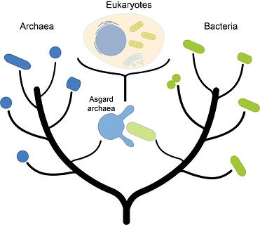 Abbildung 3: Eine der derzeit populärsten evolutionären Theorien geht davon aus, dass Eukaryoten (inklusive der Tiere, Pflanzen und Pilze) durch eine Verschmelzung eines Asgard-Archaeons mit einem Bakterium entstanden.