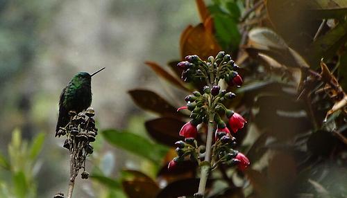 Auch Kolibris haben die wichtige Funktion der Bestäbung inne