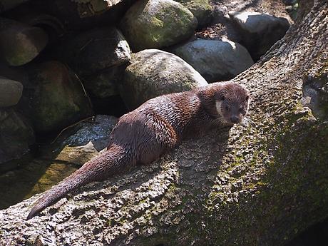 Fischotter im Alpenzoo, Foto: Waldbär der VI.