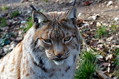 Luchs im Alpenzoo\Foto: Waldbär der VI.