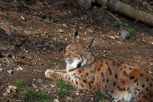 Luchs im Alpenzoo