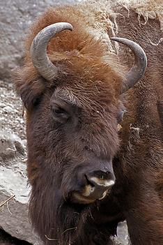 Wisent im Alpenzoo