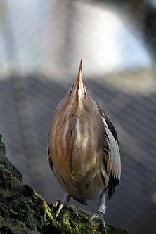 Zwergrohrdommel im Alpenzoo