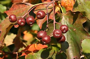 800px-Sorbus_torminalis_Weinsberg_20070929_5.jpg