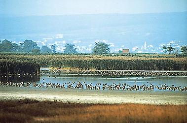 Lacken: Zicksee bei Illmitz, Bgld.