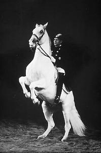 Lipizzaner