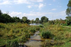 Lobau