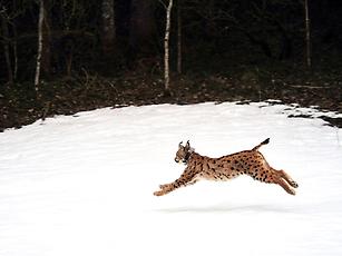 Im Nationalpark Kalkalpen gibt es wieder Luchse