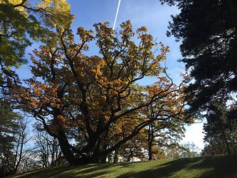 Herbst im Türkenschanzpark