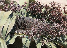 Männliche Welwitschia