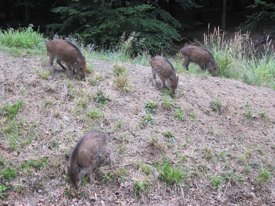 Wildschweinfrischlinge