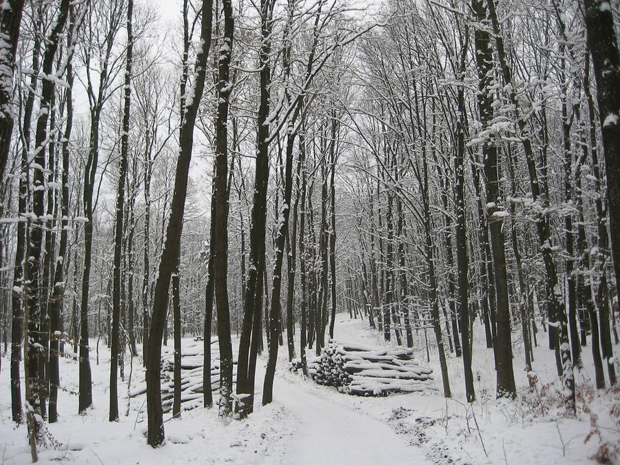 Lainzer Tiergarten im Schnee