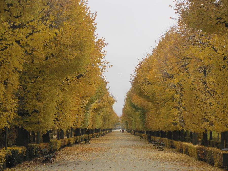 Finstere Allee im Herbst