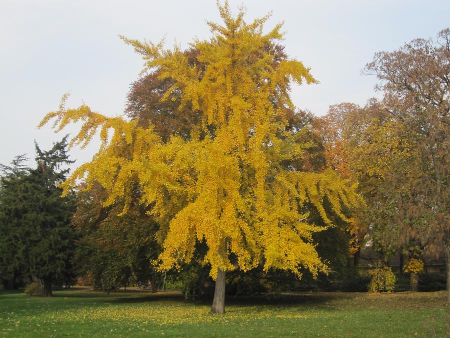 Gingko-Baum