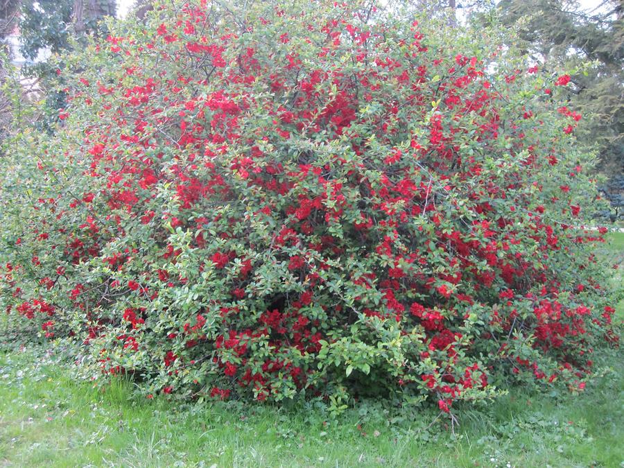 Botanischer Garten