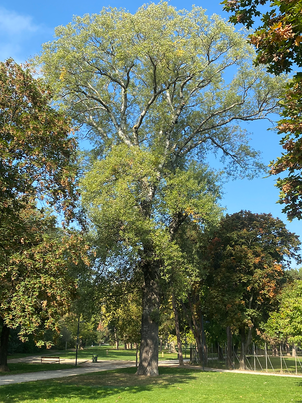 Auer Welsbach-Park - Graupappel Populus canescens